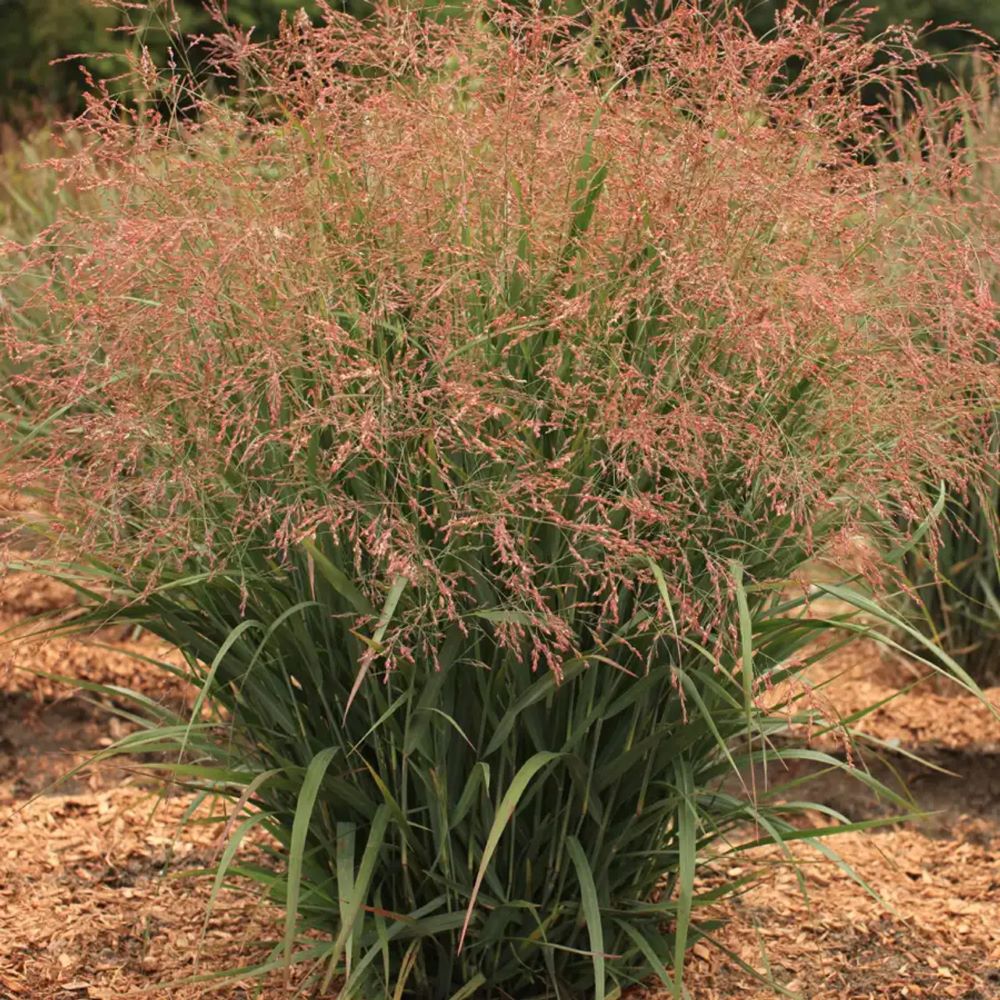 Dream Catcher® Smoky Rose® Switchgrass (Panicum virgatum &
