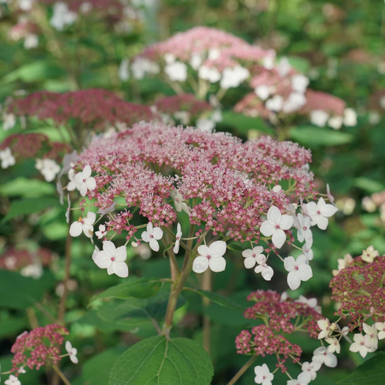 Hydrangea Pinky Pollen Ring™ (Hydrangea arborescens &