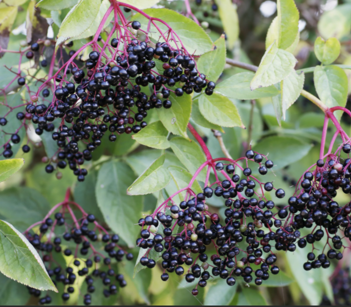 Adams Elderberry (Sambucus canadensis &