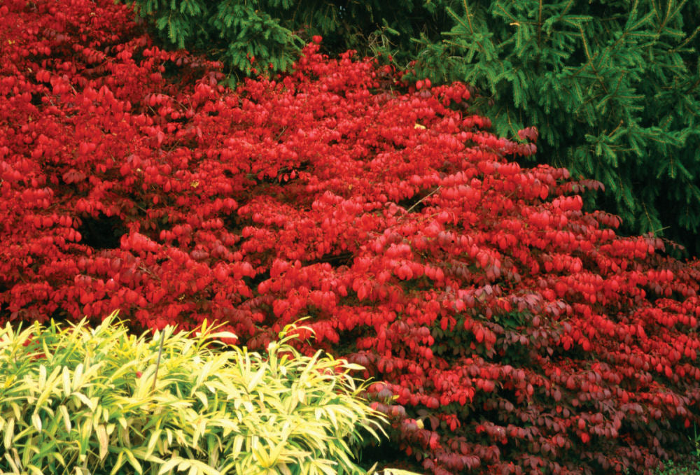 Fire Ball® Burning Bush (Euonymus alatus &