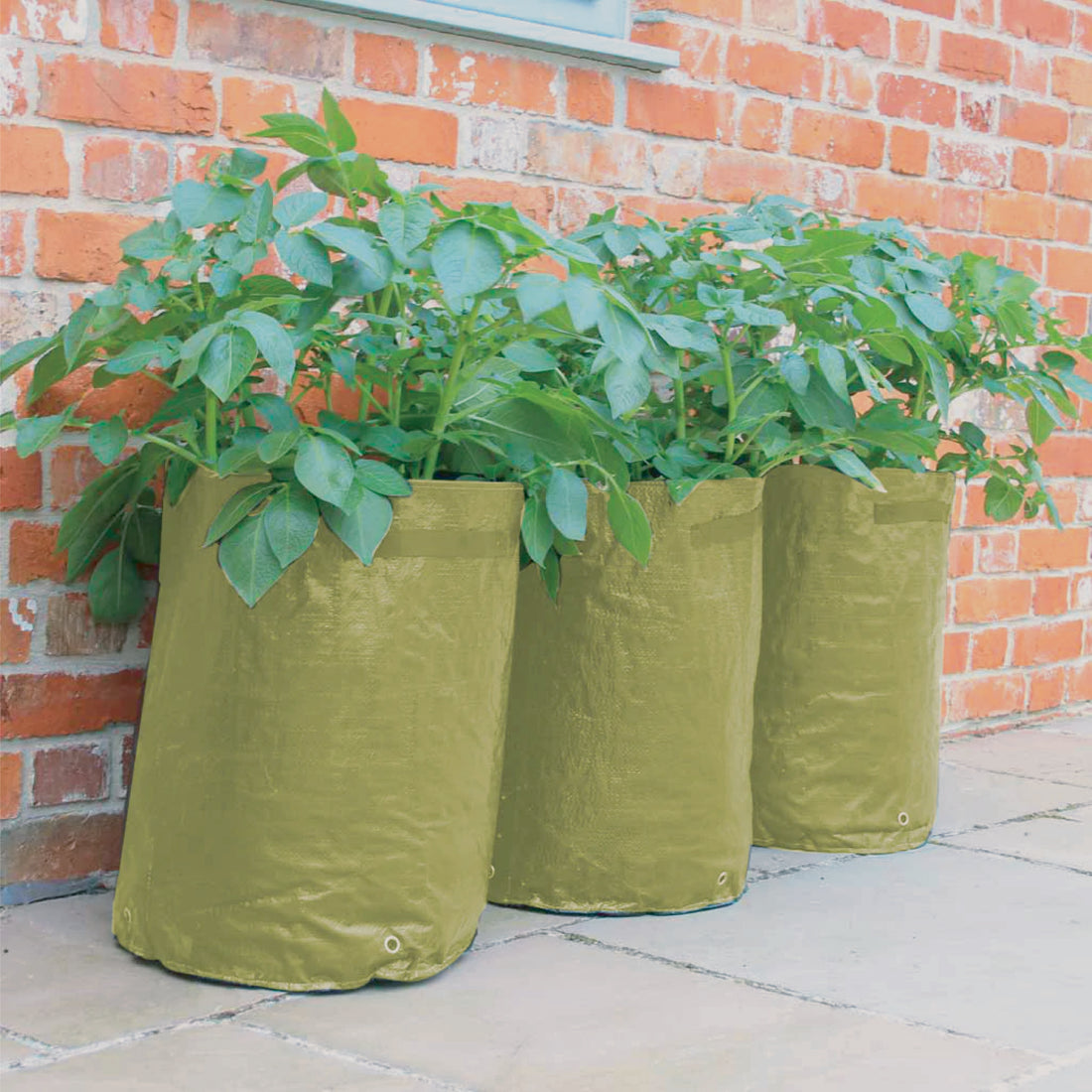 Potato/Tomato Patio Planter (3 pack)