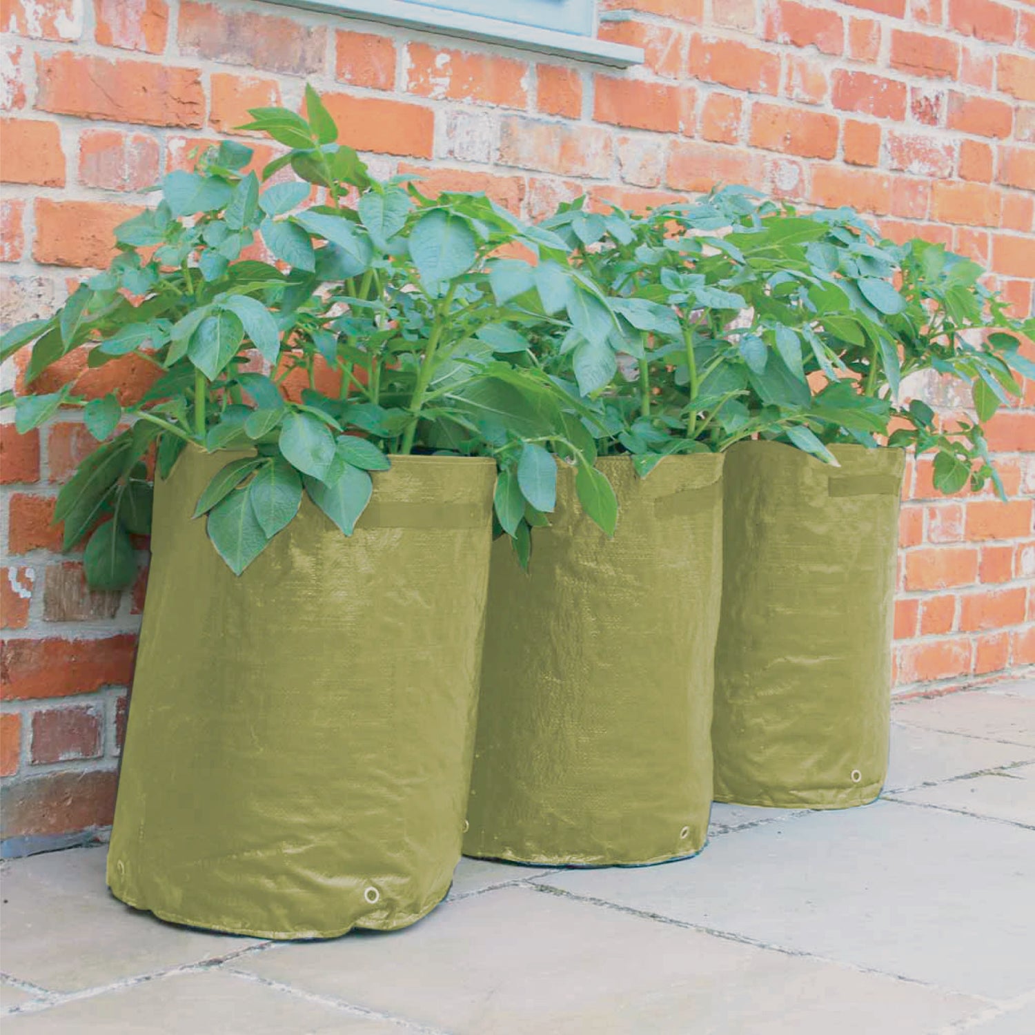 Potato/Tomato Patio Planter (3 pack)