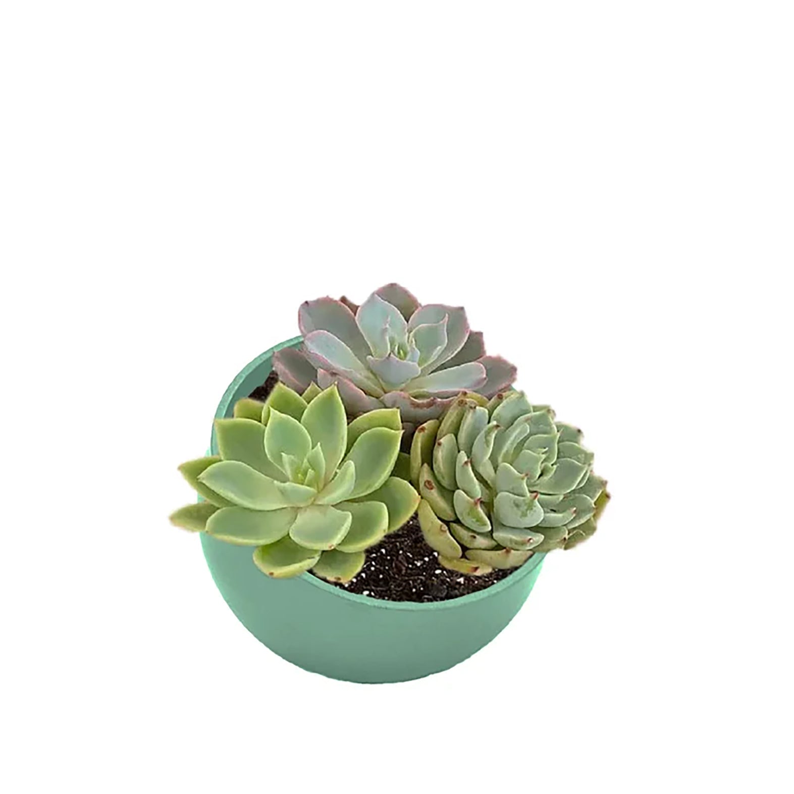 7" Orbital Bamboo Planter - Sage Green