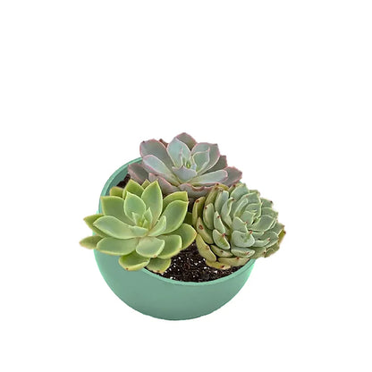 7" Orbital Bamboo Planter - Sage Green