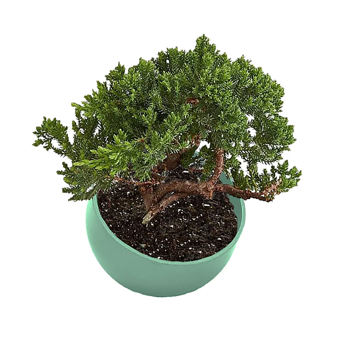 Orbital Bamboo Planter - 7" Sage Green