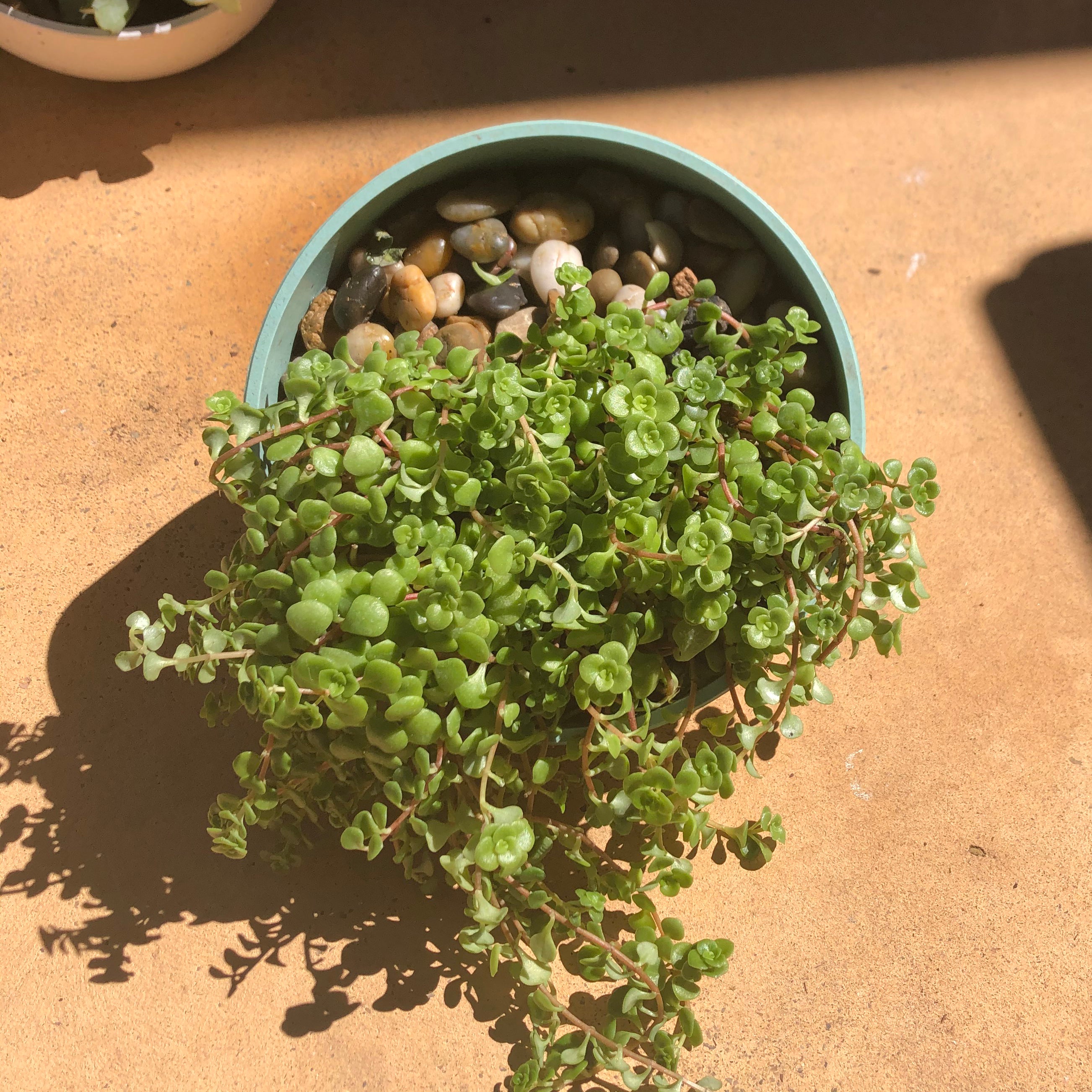 7" Orbital Bamboo Planter - Sage Green