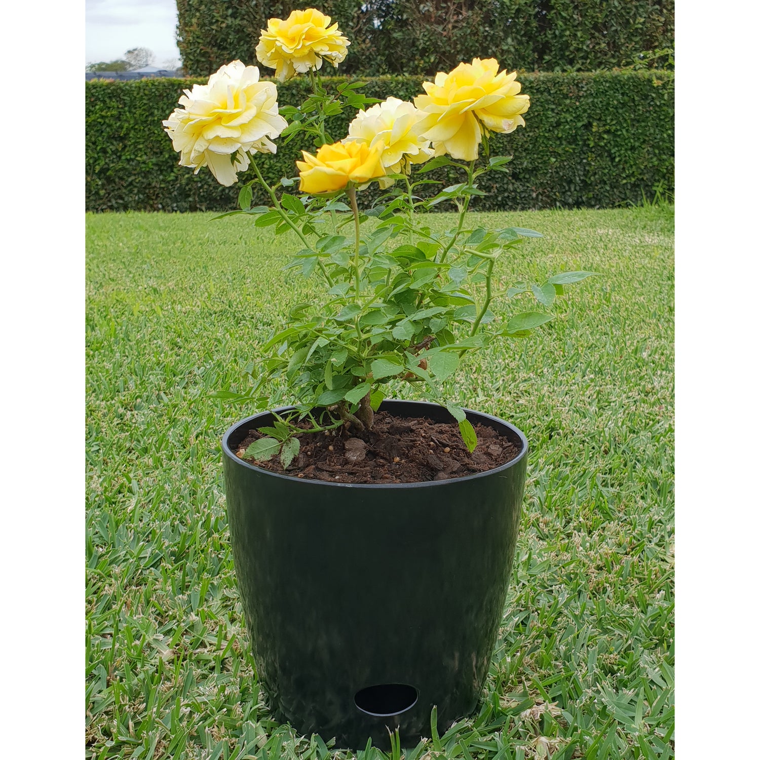 7" Round Self-Watering Bamboo Pot - Black