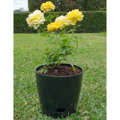 7" Round Self-Watering Bamboo Pot - Black