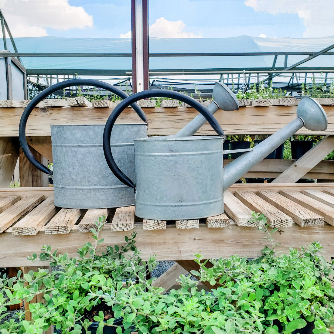 Aged Zinc Watering Can - 1.3 gal Oval